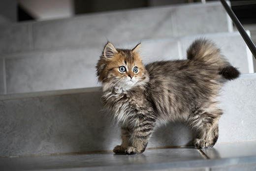 Peanut the Cat