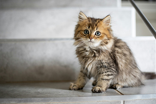 Peanut the Cat