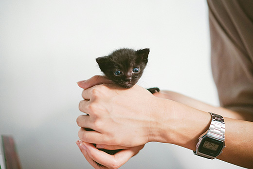 Chester the Cat