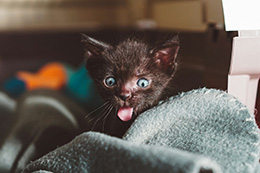 Chester the cat
